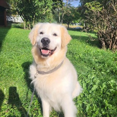 Pies po pielęgnacji w ogrodzie